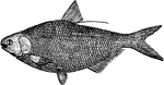 The American Gizzard Shad (Dorosoma cepedianum) is a fish in the Clupeidae family of herrings.