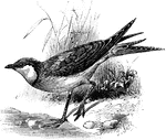 "Common Glareole or Pratincole (Glareola pratincola). GLAREOLA. A remarkable genus of birds, typical of the family Glareolidae." -Whitney, 1911