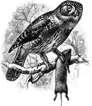 The Northern Pygmy-Owl (Glaucidium gnoma) is an owl in the Strigidae family of true owls.