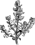 "Flowering Branch of Glaux maritima. GLAUX. A primulaceous genus of plants, consisting of a single species, G. maritima, known as sea-milkwort or black saltwort." -Whitney, 1911
