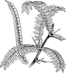 "Branch and Pod of Honey-locust (Gleditschia triacanthos). GLEDITSCHIA. A genus of leguminous thorny trees, with abruptly once or twice pinnate leaves, inconspicuous greenish and polygamous flowers, and flat pods." -Whitney, 1911