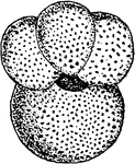 "Globigerina bulloides. GLOBIGERINIDAE. A family of chiefly pelagic foraminiferous rhizopods, with the perforate test free and calcareous, its several chambers inflated or globose and arranged in a turbinate spiral, the aperture simple or multiple and conspicuous, opening into an umbilical depression, and no supplementary skeleton or canal system." -Whitney, 1911