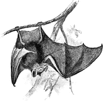 "Glossophaga nigra. GLOSSOPHAGA. A genus of South American phyllostomine bats. These bats are provided with a very long, slender, extensile tongue, brushy at the end ... the tongue being used to lick out the soft pulp of fruits." -Whitney, 1911