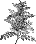 "Glycrrhiza glabra. GLYCYRRHIZA. A plant with a sweet root, licorice, also spelled liquorice. A genus of leguminous perennial herbs, nearly allied to Astragalus, and including a dozen species, which are widely distributed through temperate regions." -Whitney, 1911
