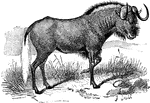 The Black Wildebeest or White-tailed gnu (Connochaetes gnou) is an African mammal in the Bovidae family.