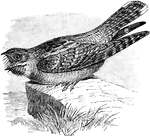 The European Nightjar (Caprimulgus europaeus) is a bird in the Caprimulgidae family of nightjars.