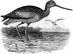 The Marbled Godwit (Limosa fedoa) is a large shorebird in the Scolopacidae family of waders.