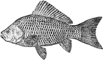 "Goldfish (Carassius auratus). A fish of the carp family Cyprinidae, Cyprinus or Carassius auratus, originally a Chinese species, now domesticated and bred everywhere for ornament in ponds, tanks, and aquariums." -Whitney, 1911
