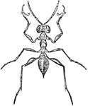"Gonatopus contortulus. A genus of ichneumon-flies of the family Proctotrupidae and subfamily Dryininae, having raptorial fore tarsi and no wings." -Whitney, 1911