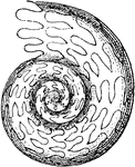 "Goniatites henslowi. GONIOTITES. A genus of fossil ammonites, giving name to the family Goniatitidae, having a discoid shell with angulated lobed sutures." -Whitney, 1911