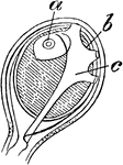 "C, female gonophores: a, genital vesicle; b, vitellus; c, radial canals." -Whitney, 1911