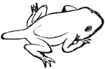 The development of a toad, image 4.