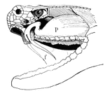 Dissection of head of rattlesnake; showing fangs (f) and poison sac (p).