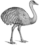 This south American ostrich can not fly, the wings being small; but it is a swift runner, equaling a horse in speed.