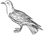 Herring gulls are web-footed and have long wings and tail, with remarkable power of flight.