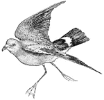 Petrels resemble gulls, except in having the nostrils open as two parallel tubes on the top of the beak.
