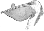 The pelican has a conspicuous throat pouch.