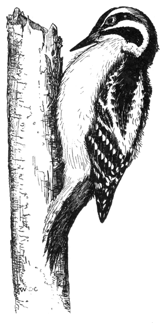 Downy Woodpecker | ClipArt ETC