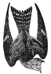 The nighthawk is fit for catching insects on the wing by their very wide mouth, the gape extended far along each cheek, (Colton, 1903).