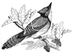 Blue jays are abundant in the central and eastern states. They are characterized by blue-gray feathers and crest upon the head.