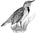 The meadowlark does not travel in flocks. It eats grains and is characterized by a dark band cross its yellowish chest.