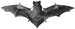 Bats are chiefly ncturnal. The wing is a fold of skin supported by the arm and the elongated fingers.