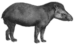 Tapirs are found in South America. They have four toes in front and three behind. The snout is prolonged.
