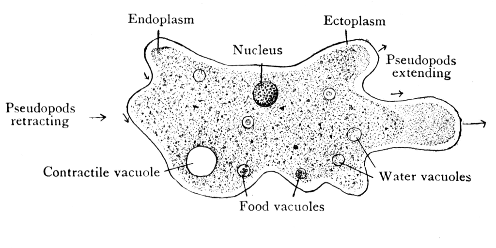 Amoeba | ClipArt ETC three parts of a cell diagram 