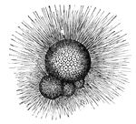 Globigerina, a type of foraminiferan, has a kind of chalk-like shell.