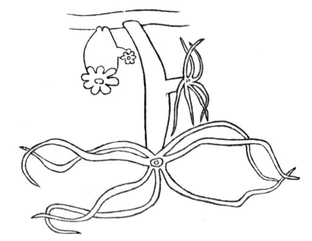 Doodle drawing for freshwater hydra - Stock Illustration [30929504] - PIXTA