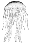 Jellyfish are saucer-shaped and can be a foot or more in diameter. They are gelatinous and semitransparent.