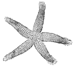 The common starfish is a five rayed star. The central body is called the disk and the arms are the rays.