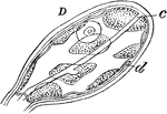 "D, female gonophores, enlarged: c, radial canals; d, canal of manubrial cavity." -Whitney, 1911