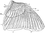 "Fig. 30., Feathers of a sparrow's wing. pc, covers of the primaries; msc, median upper secondary coverts; bc, tectrices minores; b, primaries; s, secondaries; t, tertiaries." Elliot Coues, 1884