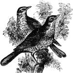 Two European Redwing birds sitting on a tree branch. These song birds are usually brown with darker brown spots and white underparts. They also have red flanks and an off-white stripe above their eye. Male and female are similar in color.