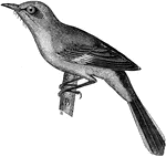 "Mocking-Birds. Bill much shorter than head, scarcely curved as a whole, but with gently-curved commissure, notched near the end. Rictal vibrissae well developed. Tail rather longer than wings, rounded, the lateral feathers being considerably graduated. Wings rounded. (Tarsal scutella sometimes obsolete.) Tarsi longer than the middle toe and claw. Of this genus there are two well marked sections (represented by the mocking-bird and cat-bird respectively), which ay be distinguished by color:" Elliot Coues, 1884