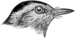 "Cat-Bird. Slate-gray, paler and more grayish-plumbeous below; crown of head, tail, bill, and feet black. Quills of the wing blackish, edged with the body-color. Under tail-coverts rich dark chestnut or mahogany-color" Elliot Coues, 1884