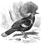 "Crown-pigeon (Goura coronata). GOURA. The typical genus of crown-pigeons of the Papuan subfamily Gourinae." -Whitney, 1911