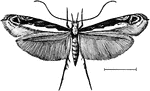 "Gracilaria salicifoliella. GRACILARIA. In entomology, the typical genus of Gracilariidae, containing very small but beautiful tineid moths, characterized by the form of the fore wings and the smoothly clothed palpi." -Whitney, 1911