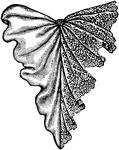 The jabot is a clothing accessory that is worn right below the collar.