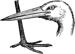 The head and leg of the stork, a bird in the Ciconiidae family of storks, herons, and egrets.
