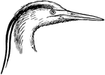 The head and leg of the heron, a bird in the Ardeidae family of wading birds.