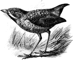 "Grallaria rex. GRALLARIA. A genus of formicarian passerine birds, a leading group of South American ant-thrushes." -Whitney, 1911