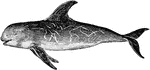 Risso's Dolphin is the only species in the Genus Grampus. It is also known as Cuvier's whale or Gray Grampus.