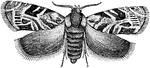 "Plum-moth (Grapholitha prunivora). GRAPHOLITHA. A genus of small and peculiarly marked tortricid moths, some of which inhabit galls." -Whitney, 1911