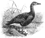 The Greylag Goose (Anser anser) is a bird in the Anatidae family of ducks, geese, and swans. It was also known as the synonym Anser cinereus.