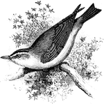 The Red-Eyed Vireo or Greenlet (Vireo olivaceus) is a small American songbird in the Vireonidae family of vireos.