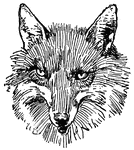 The face of Reynard the Fox, a trickster from tales of medieval Europe.