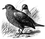 The Common Ground Dove (Columbina passerina) is a bird in the Columbidae family of pigeons and doves.