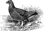 The Red Grouse (Lagopus lagopus scoticus) is a subspecies of ptarmigans in the Phasianidae family of pheasants and partridges.
